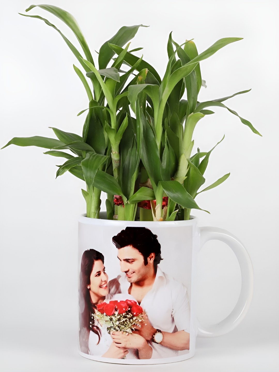 

fnp Green Bamboo Live Plants With Pot 3 inches