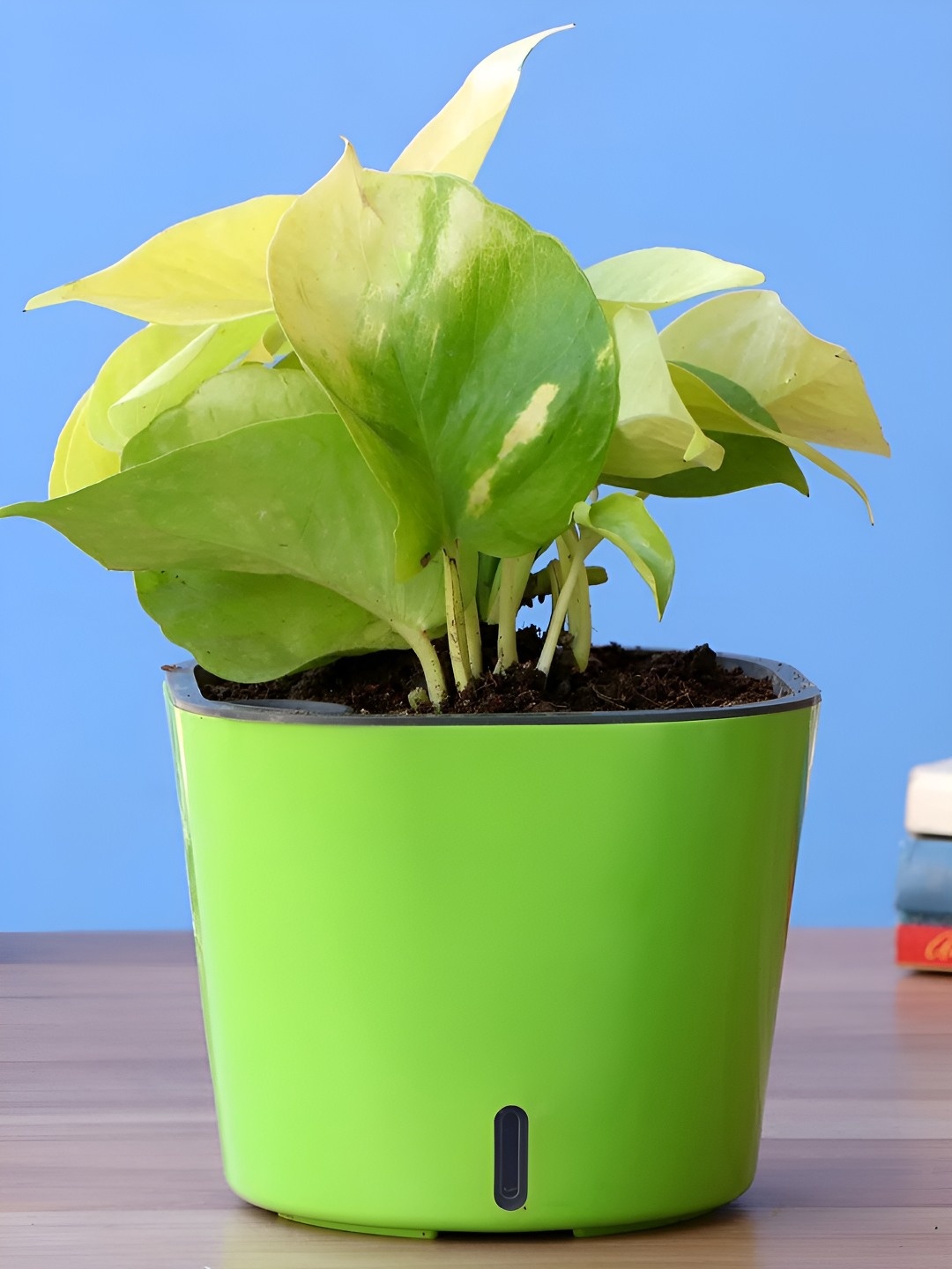 

fnp Green Indoor Money Plant with Pot- 5 inches