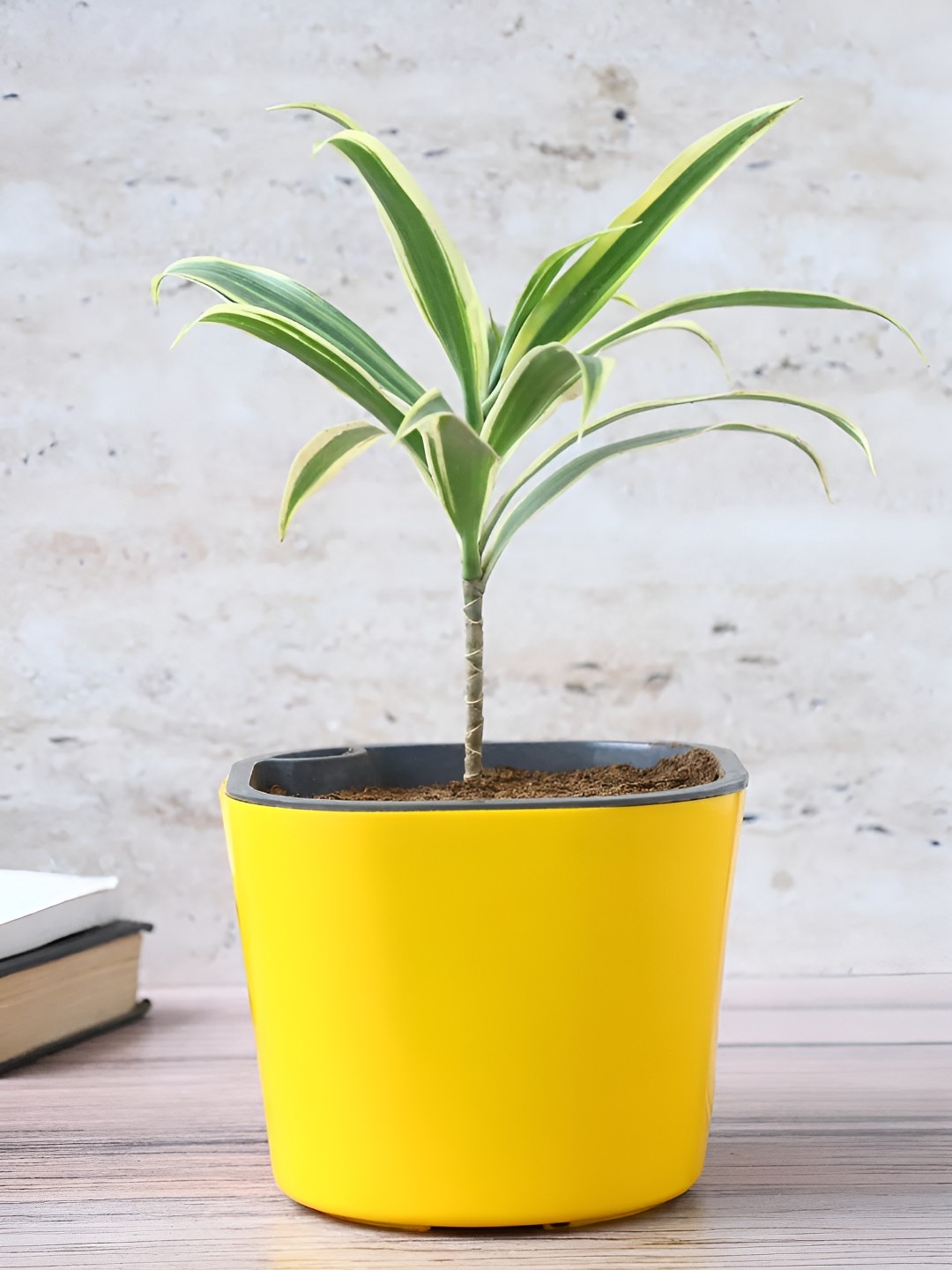 

fnp Green & Yellow Spider Live Plants With Pot 5 Inch