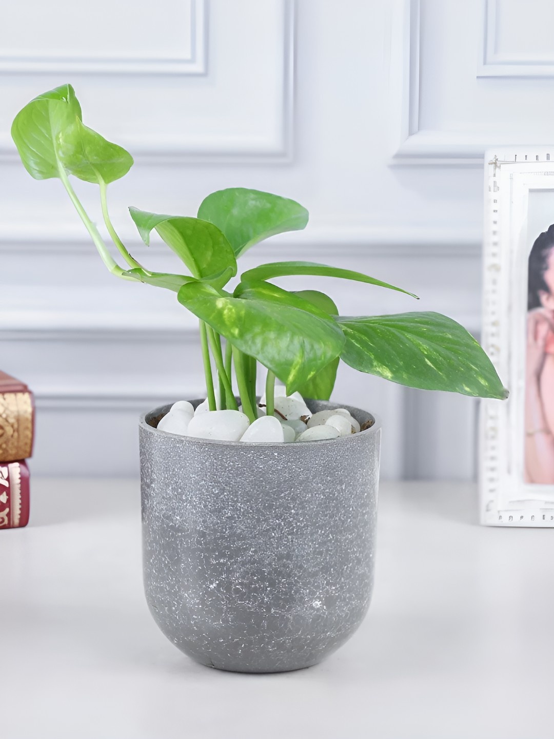 

fnp Green Indoor Money Plant With Pot-5 inch