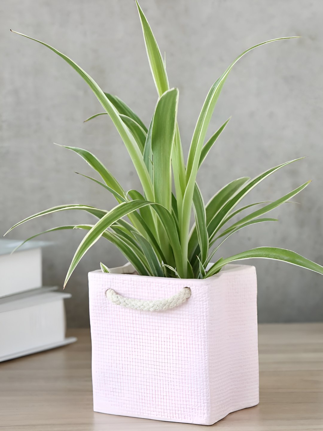 

fnp Green Spider Plant With Ceramic Vase-4 inches