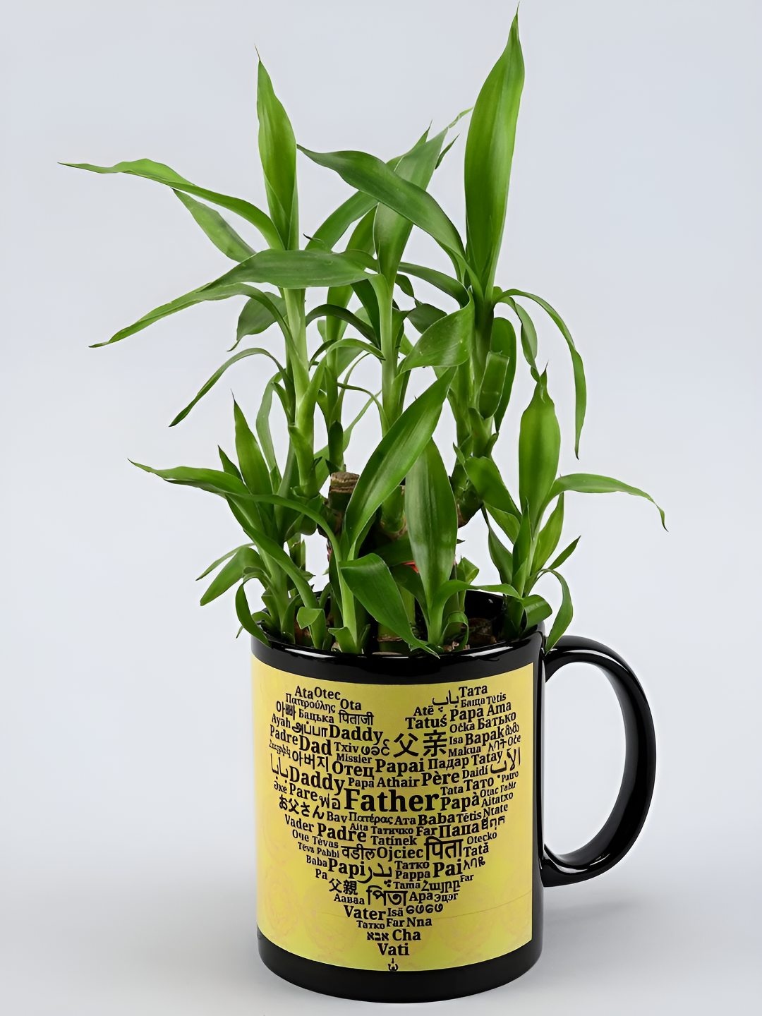

fnp Indoor Bamboo Plant With Mug- 4 Inches, Green