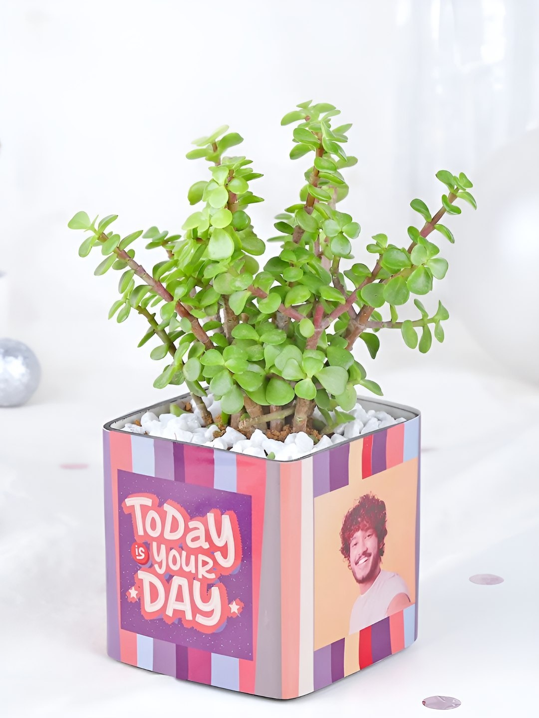 

fnp Green & Blue Indoor Jade Plant With Pot 5 Inch