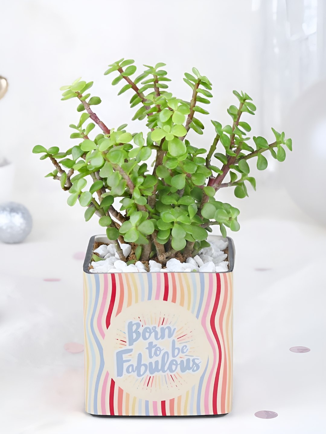 

fnp Green & Beige Printed Jade Plant With Pot 5 Inch