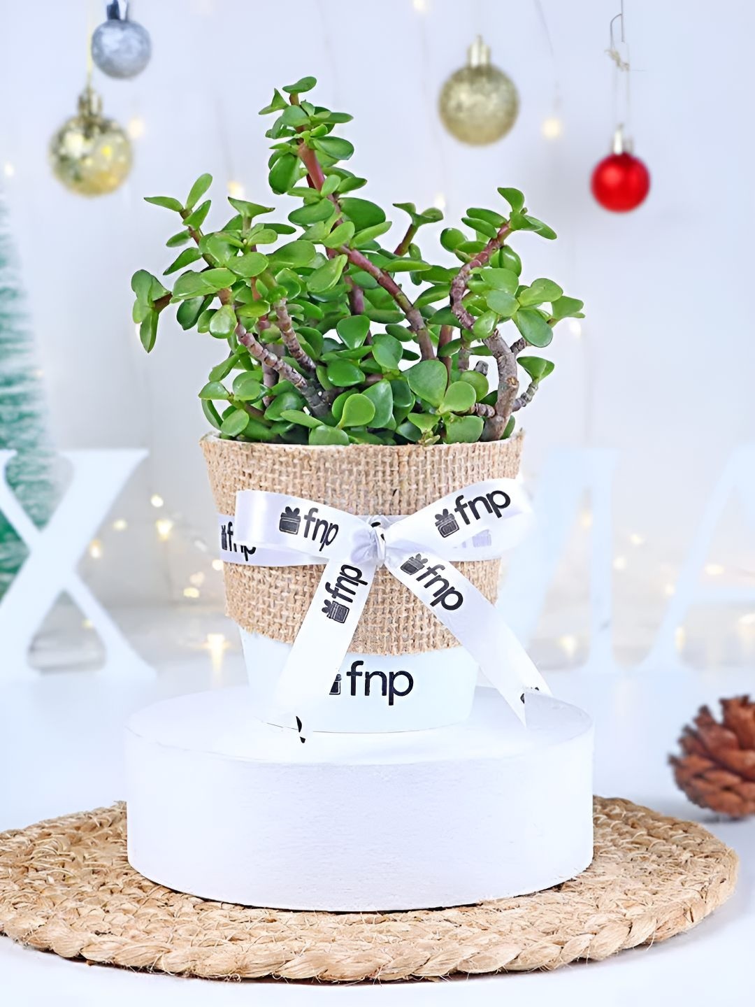 

fnp Green Jade Live Plants With Pot 3 inches