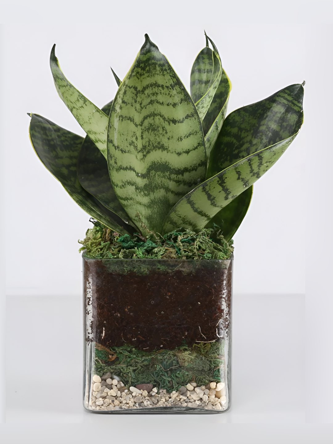 

fnp Green Indoor Sanseaveria Plant With Pot