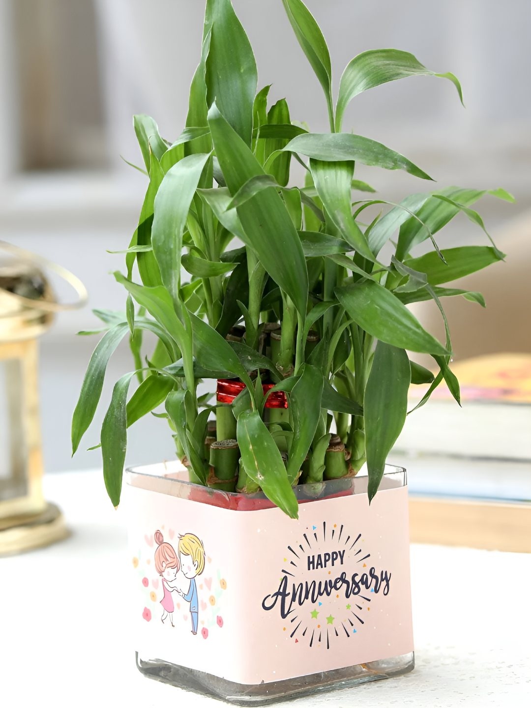 

fnp Green & Pink Bamboo Live Plants With Pot