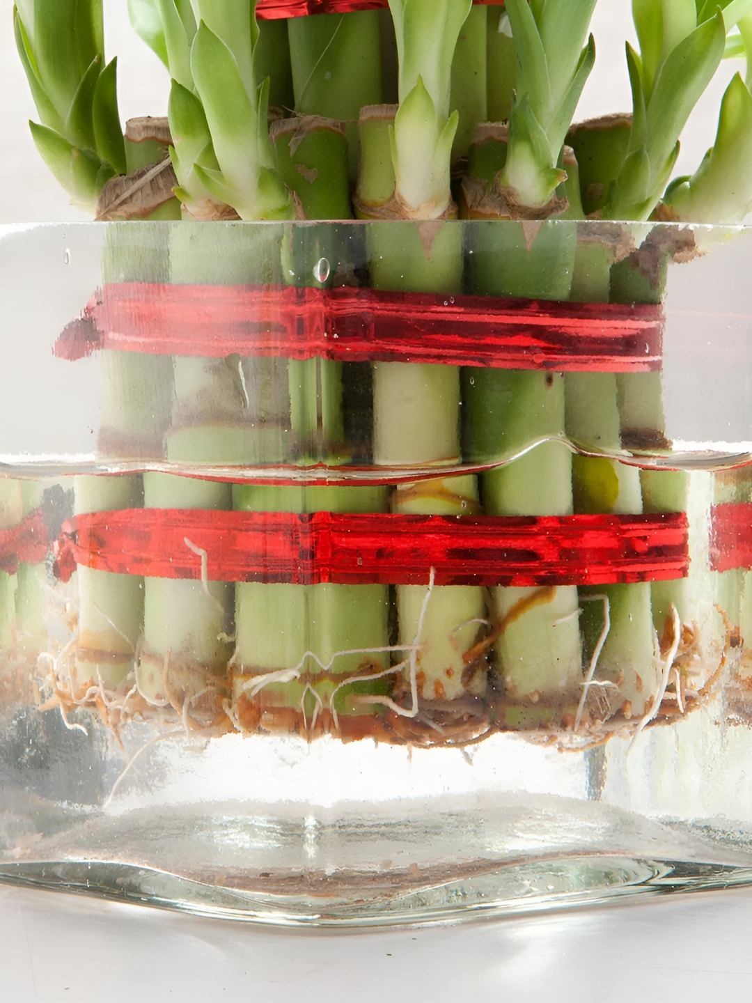

fnp 2 Layer Bamboo Plant With Glass Pot 5 Inch, Green
