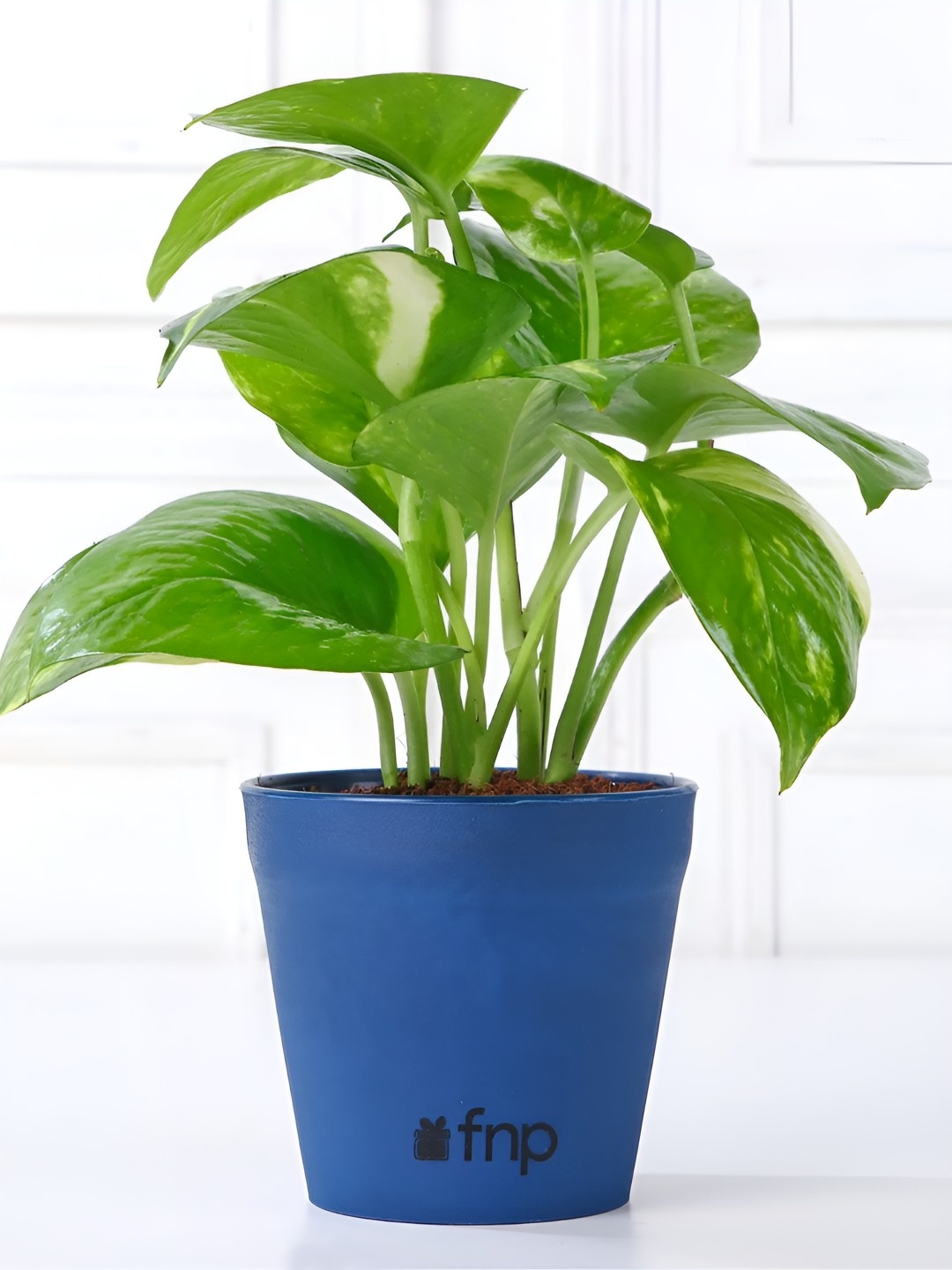 

fnp Green & Blue 2 Pieces Jade Money Plant With Pot- 3 Inch Each