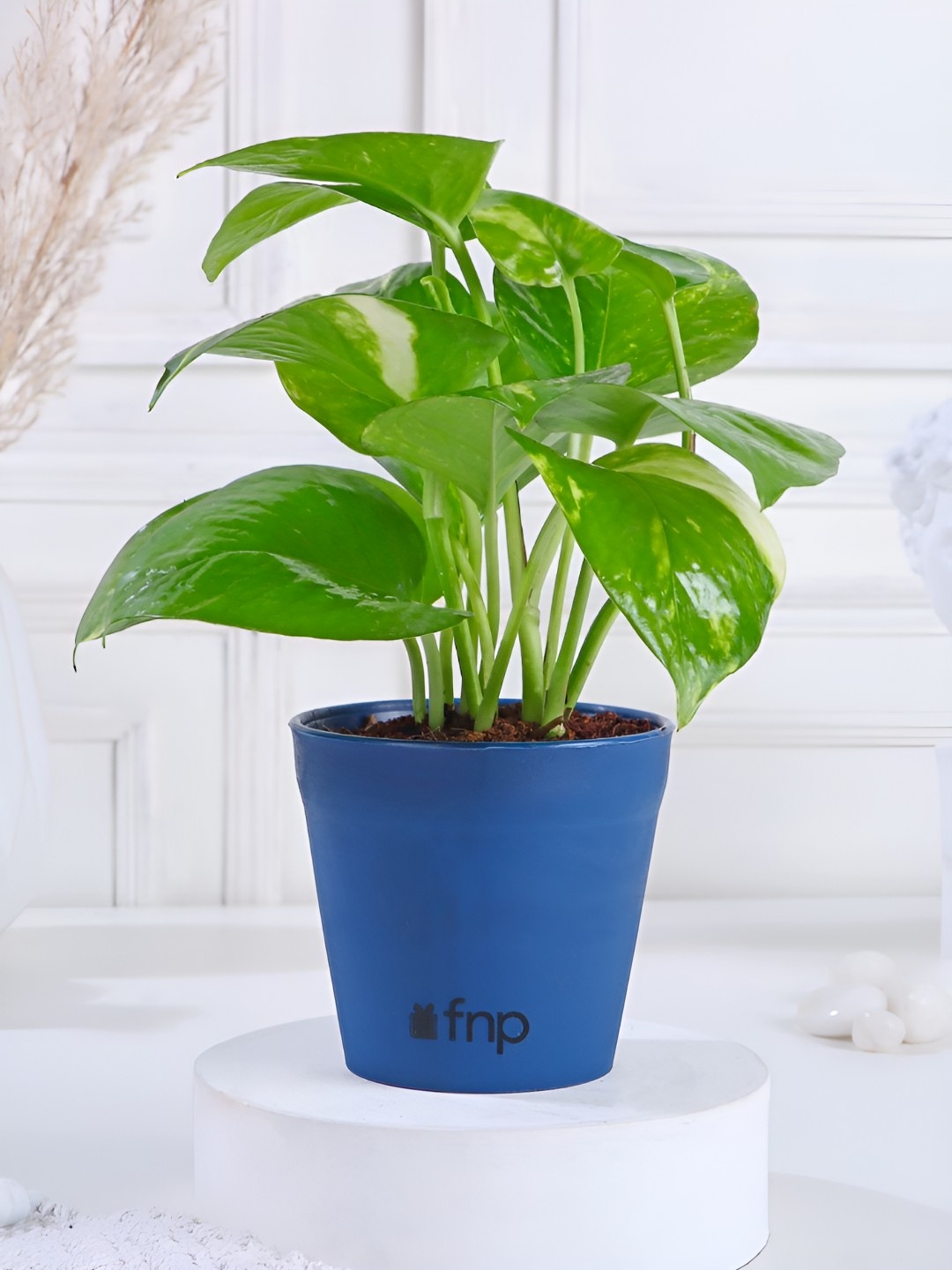 

fnp Green Indoor Money Plant With Pot 5 inches