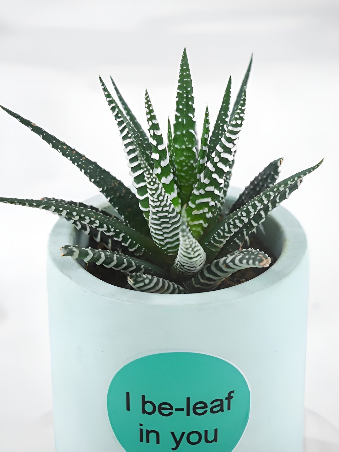 

fnp Green & Blue Sansevieria Plant With Pot