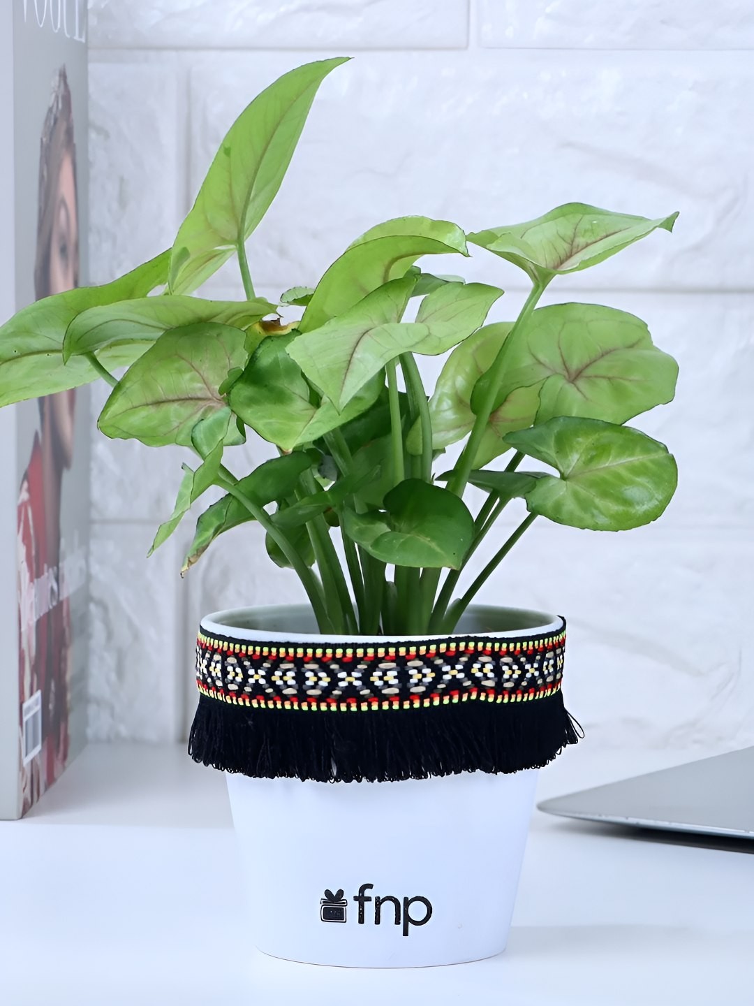 

fnp Green Syngonium Plant With Pot-5 inches