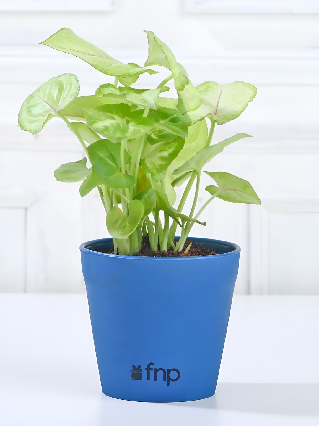 

fnp Green & Blue Syngonium Plant With Pot 5 Inches