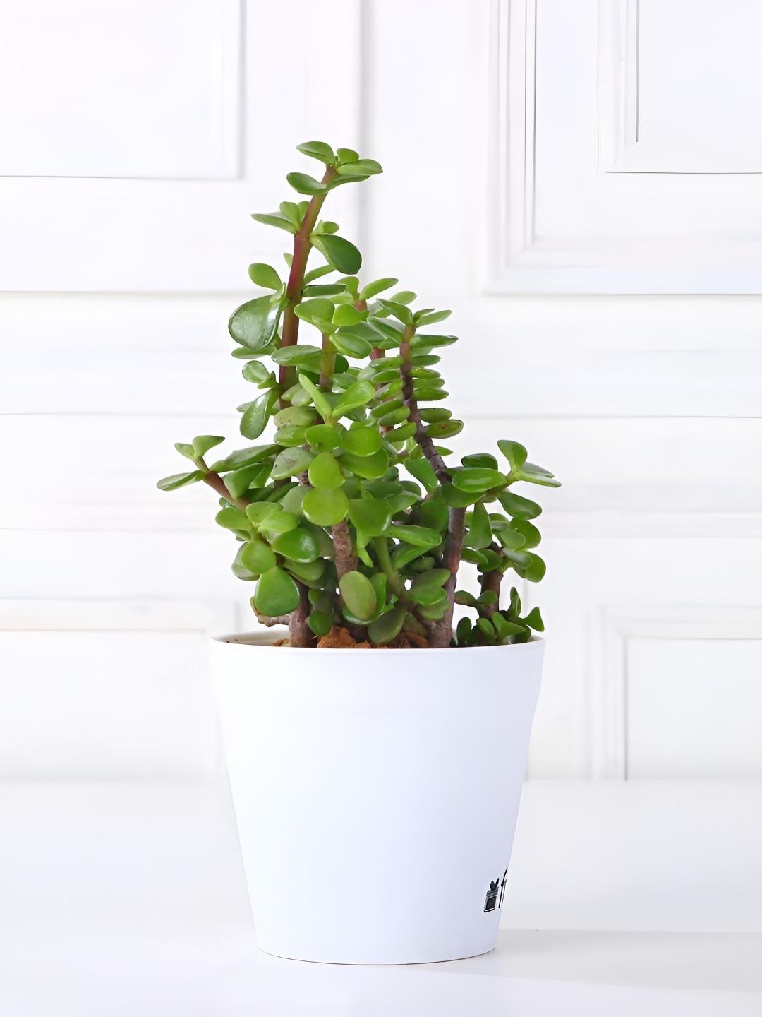 

fnp Green Indoor Jade Plant with Pot 5 inches