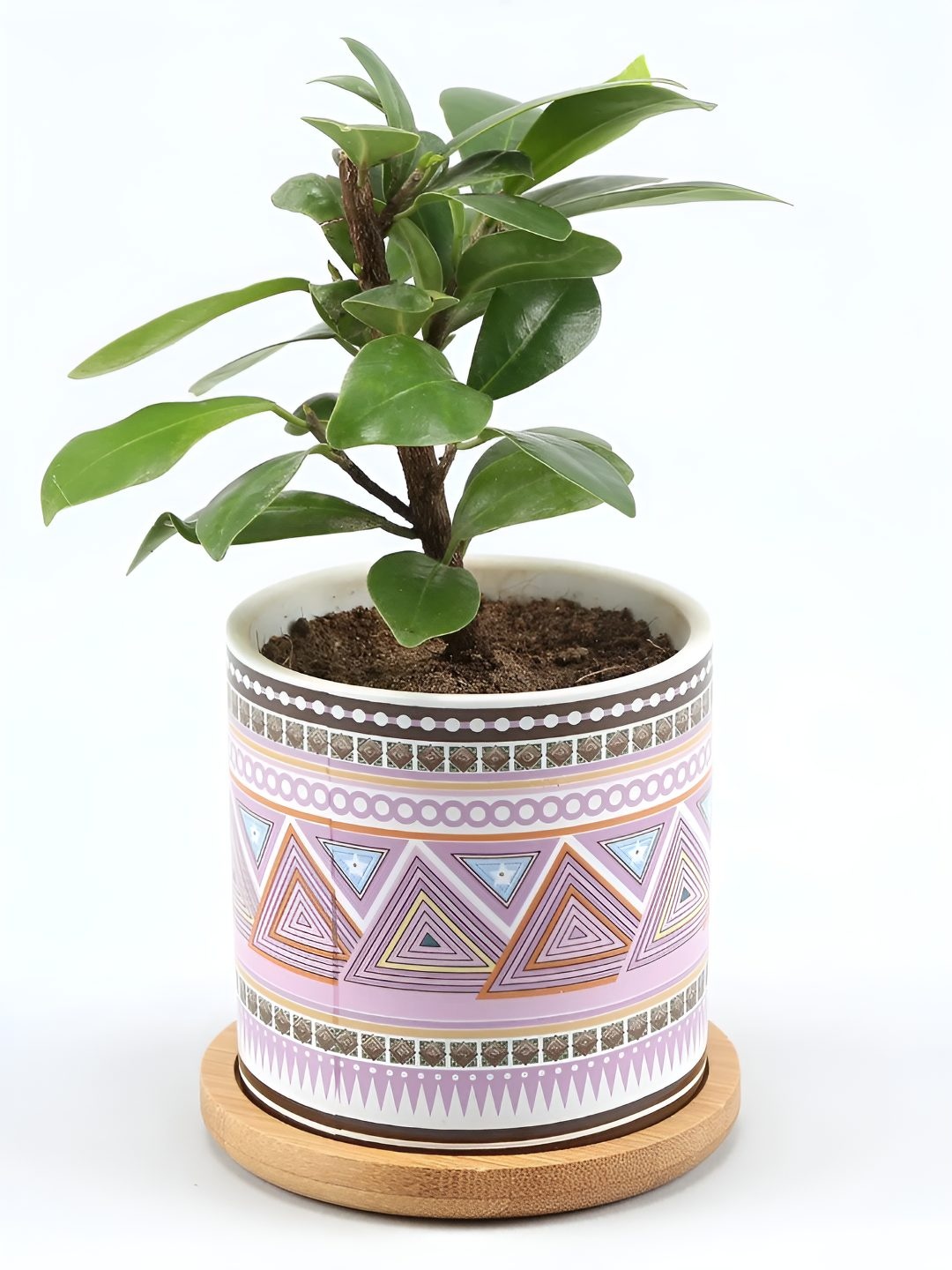

fnp Green & Pink Indoor Ficus Compacta Plant With Pot- 3 Inch