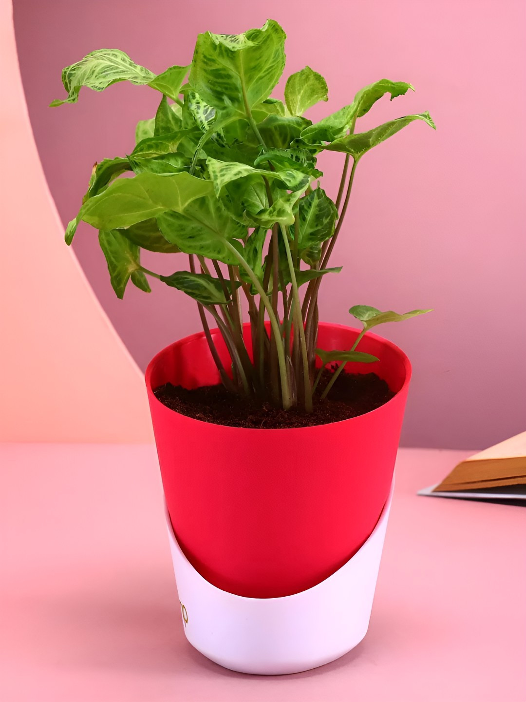 

fnp Green & Red Syngonium Plant With Pot 5 Inches