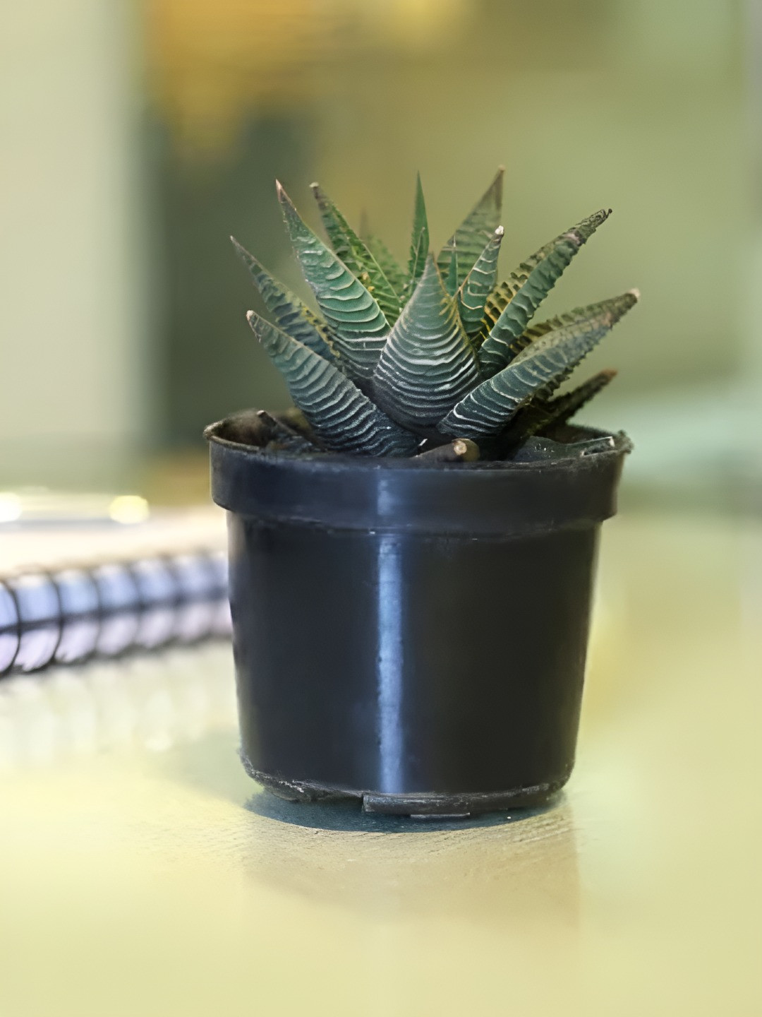 

fnp Indoor Green Succulent Plant With Pot- 4 Inches