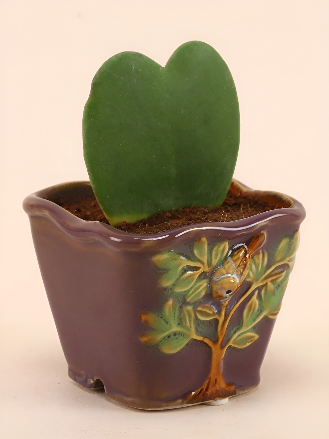 

fnp Green & Brown Hoya Plant With Pot 5 inches