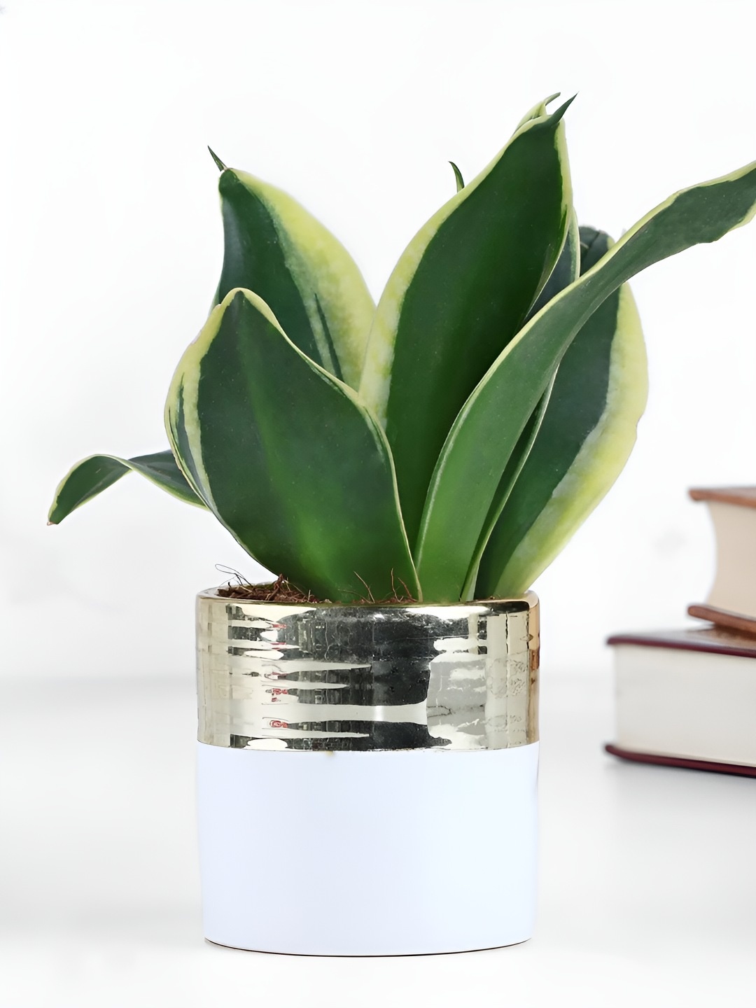 

fnp Green & White Sansevieria Live Plant With Pot 3 Inch