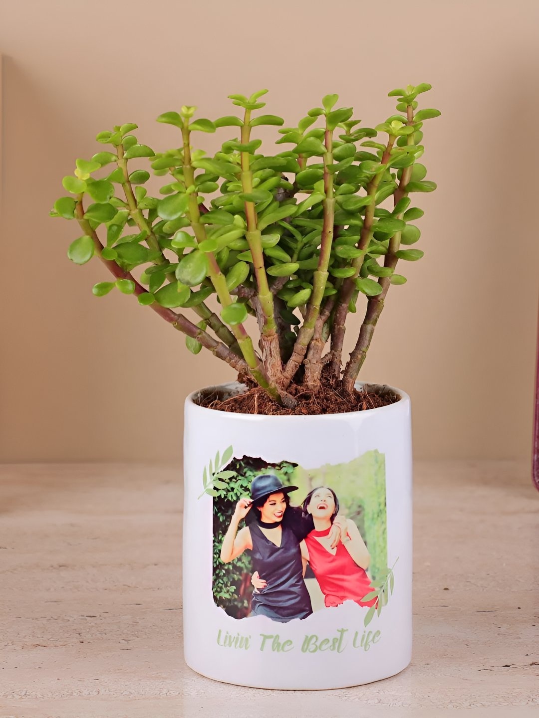 

fnp Green Jade Plant In Ceramic Pot 5 inches