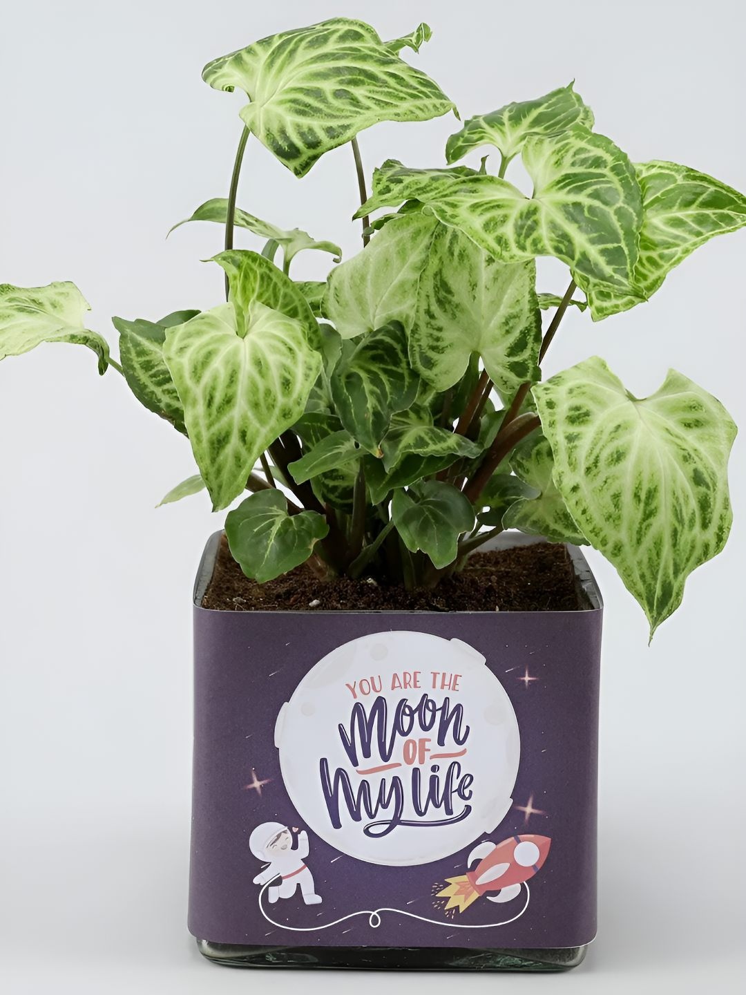 

fnp Green Indoor Syngonium Plant with Pot 5 inches