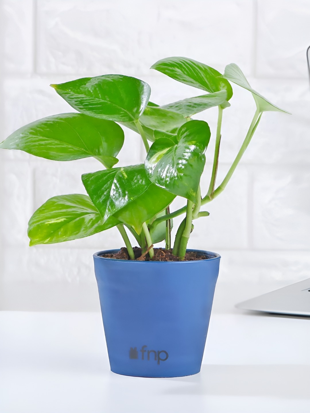 

fnp Green & Blue Indoor Money Plant With Pot-5 Inches