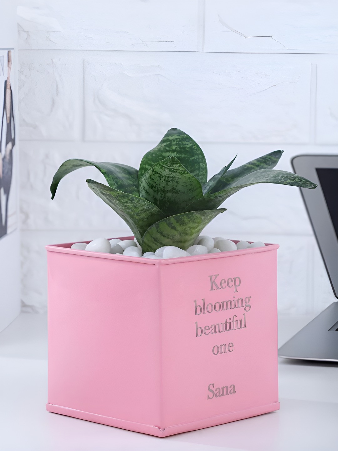 

fnp Indoor Snake Plant With Pot - 5 inches, Green