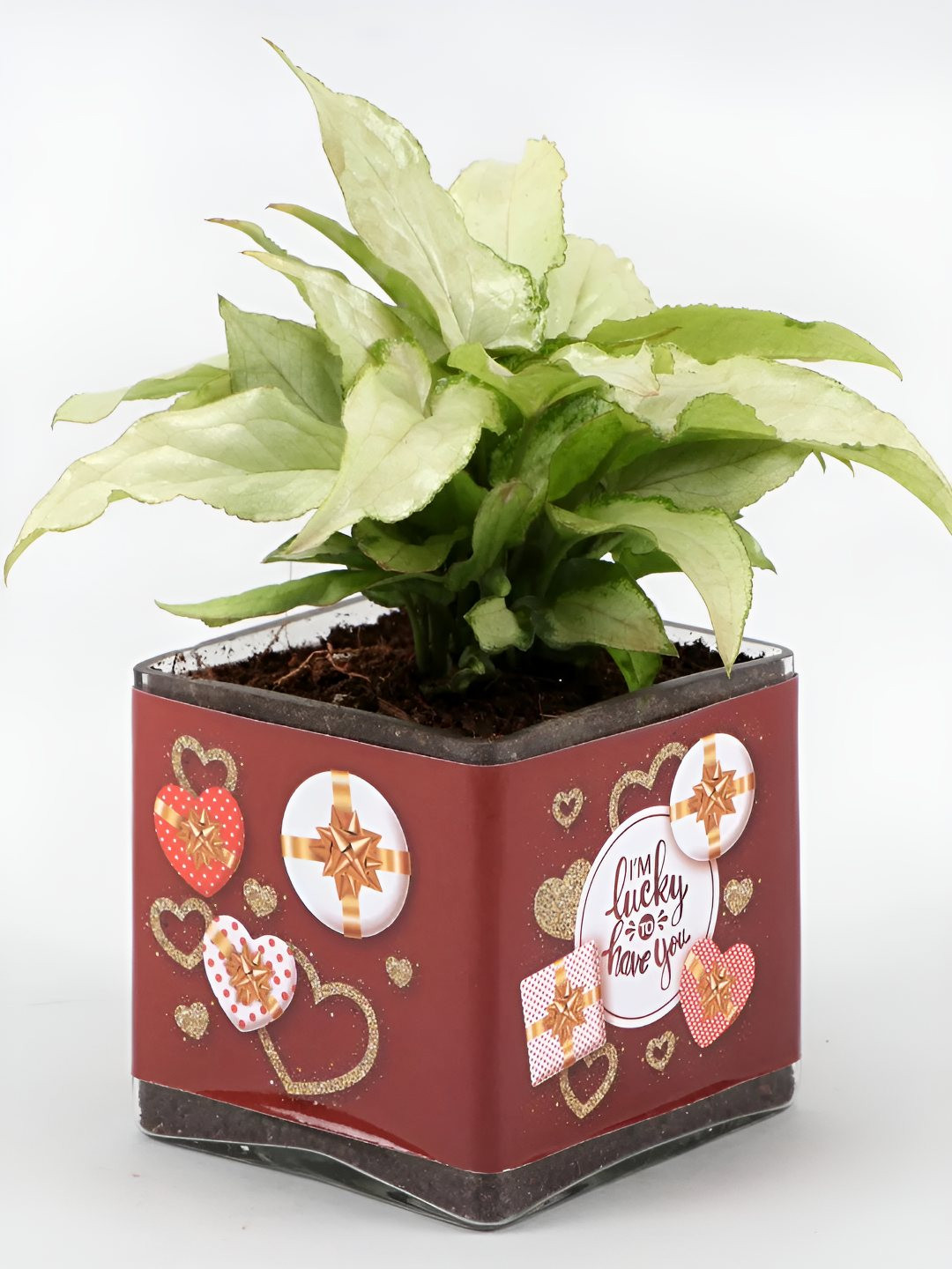 

fnp Green Syngonium Plant with Pot- 5 Inches