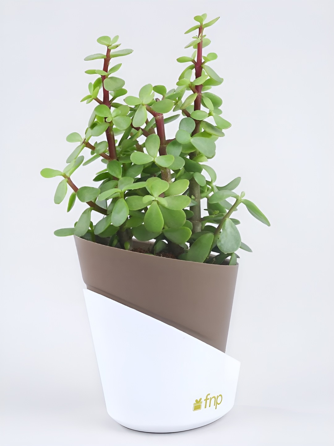 

fnp Green & Brown Jade Plant With Pot 5 Inch