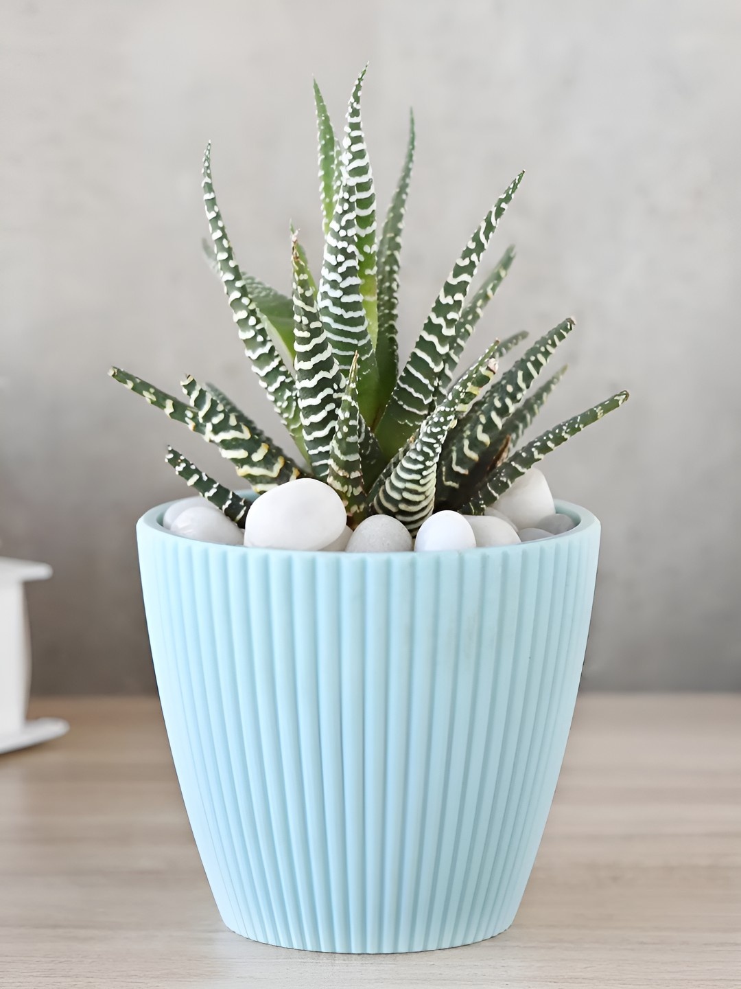 

fnp Green & Blue Indoor Zebra Haworthia Plant With Pot- 4 inch