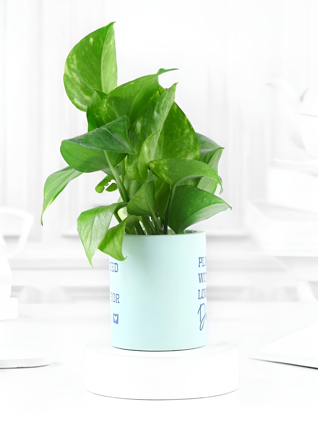 

fnp Green & Blue Money Plant With Pot 5 inches