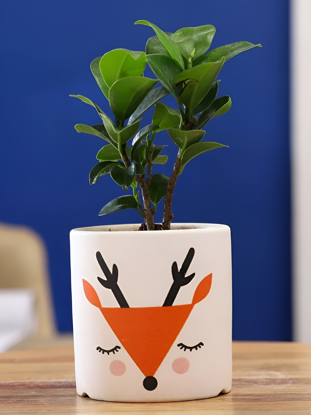 

fnp Green Ficus Compacta Plant In Ceramic Pot 3 inches