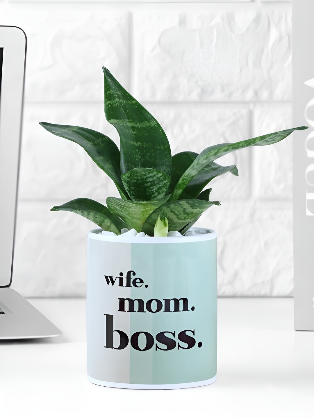 

fnp Green & Blue Printed Sansevieria Snake Plant With Pot 5 Inch