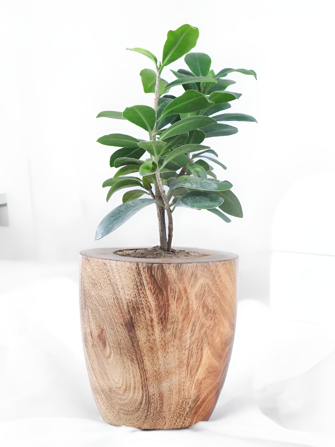 

fnp Green Ficus Compacta In Classic Sheesham Pot-5 Inches