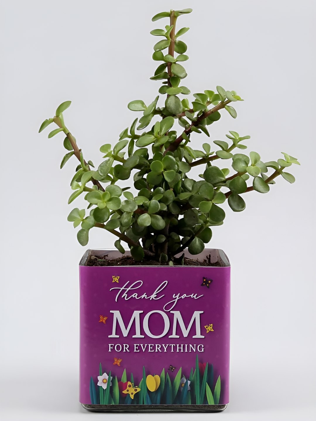

fnp Green & Violet Indoor Jade Plant With Pot