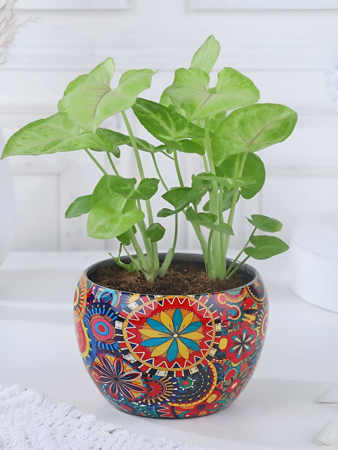 

fnp Green Syngonium Live Plants With Pot 5 inches