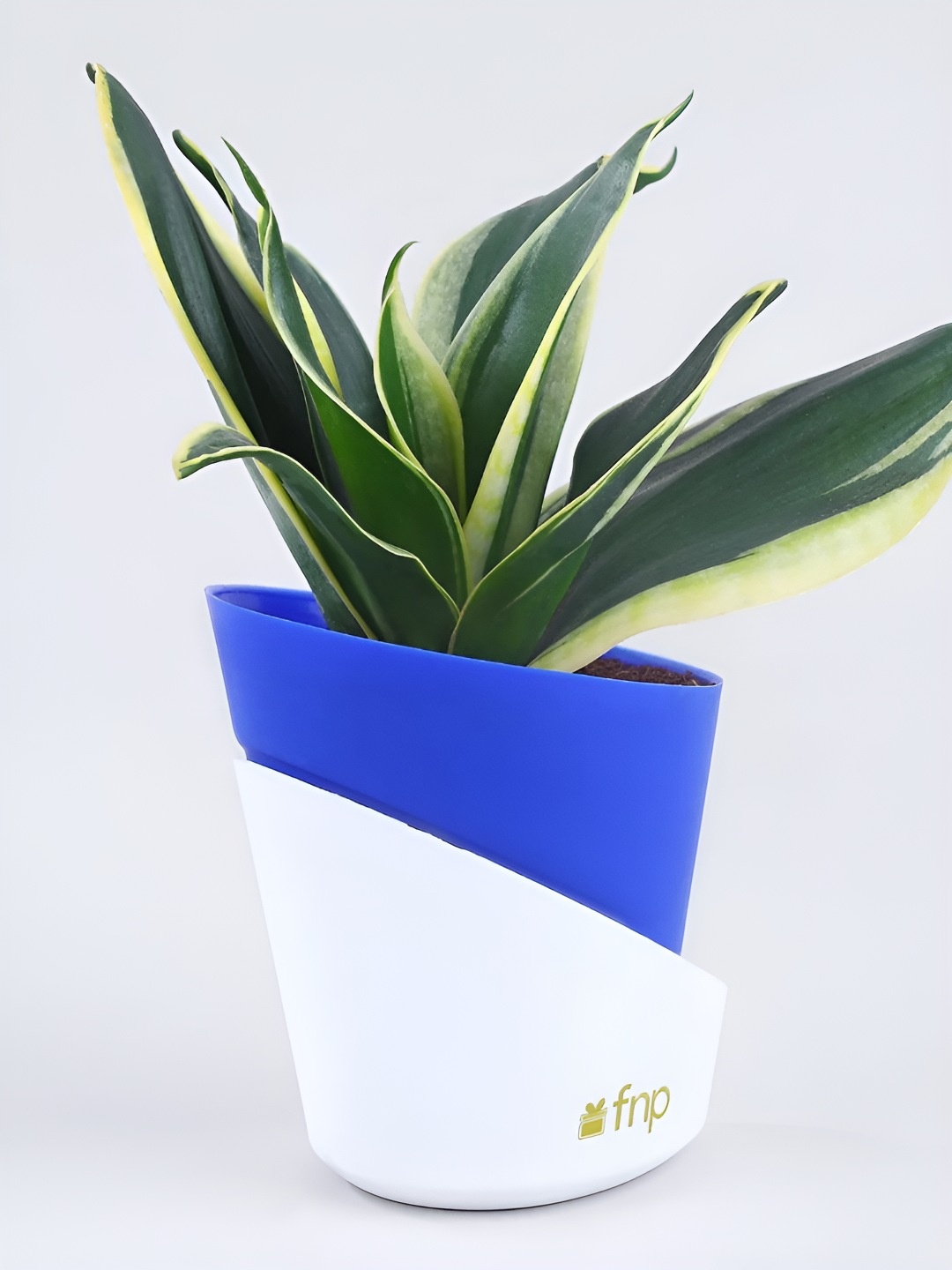 

fnp Green Syngonium & Sanseveiria Plant In Pot 5 inches