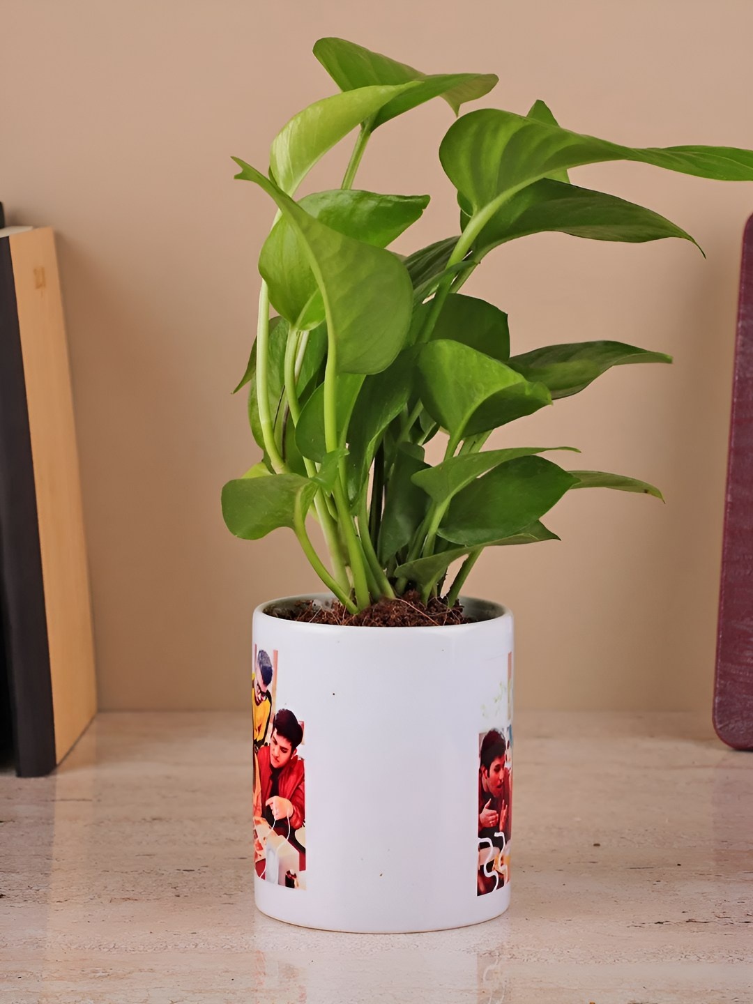 

fnp Green & White Indoor Green Money Plant With Pot 5 Inch