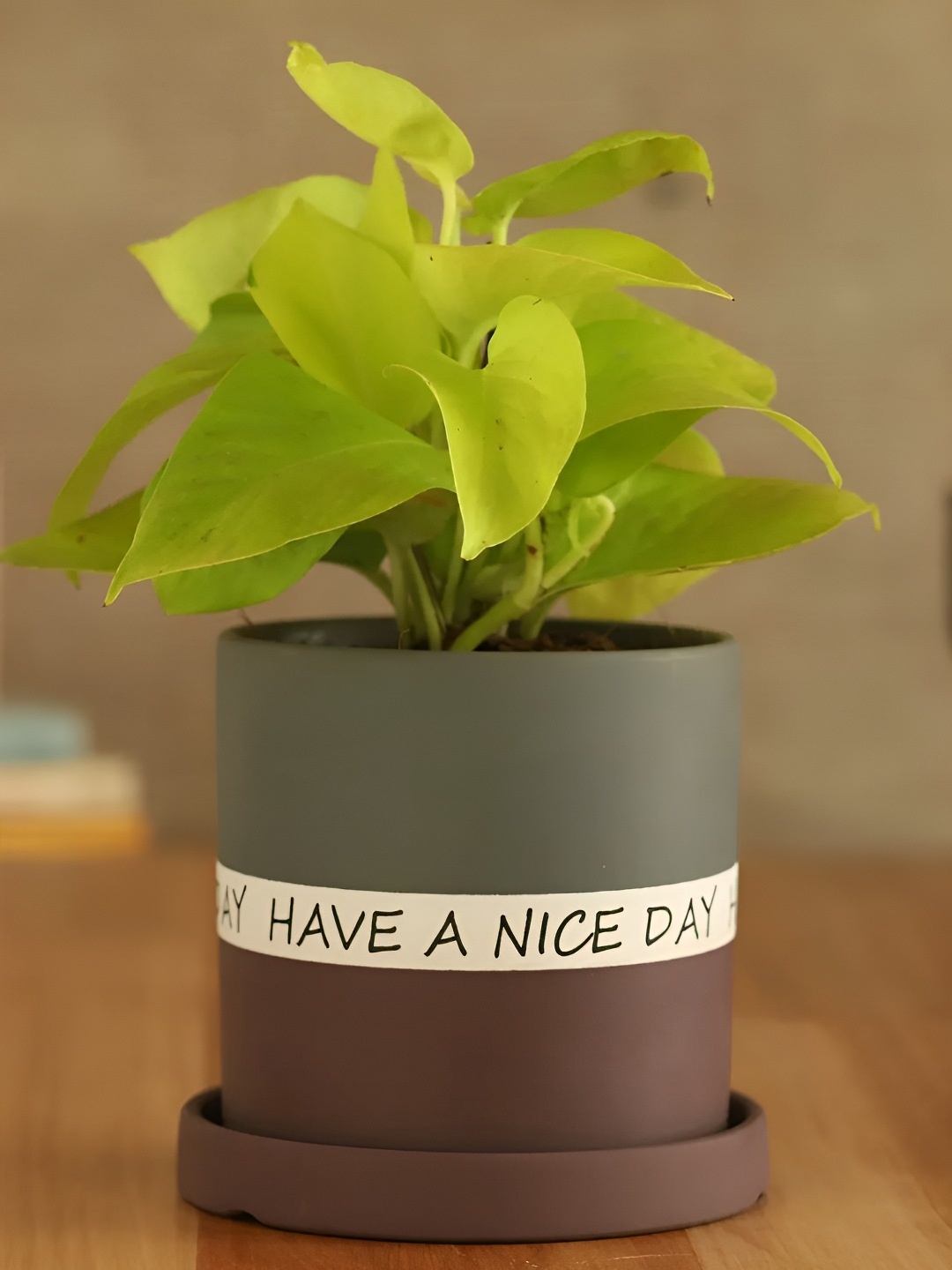 

fnp Green Indoor Money Plant with Pot- 5 inches