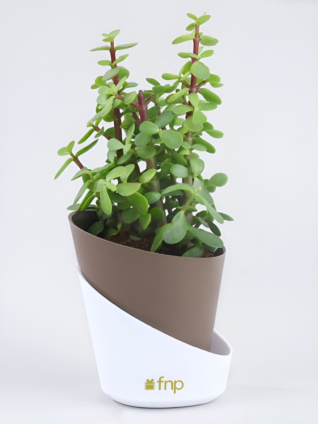 

fnp Green & Brown 2 Pieces Indoor Wealthy Green Plants With Pot- 5 inch