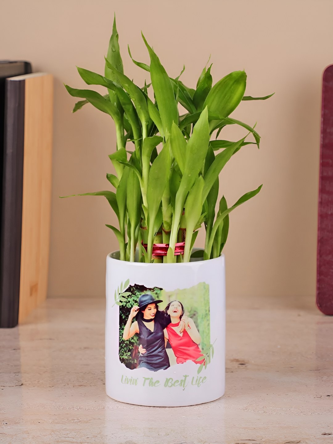 

fnp Green & White Indoor Bamboo Plant With Pot- 5 inch