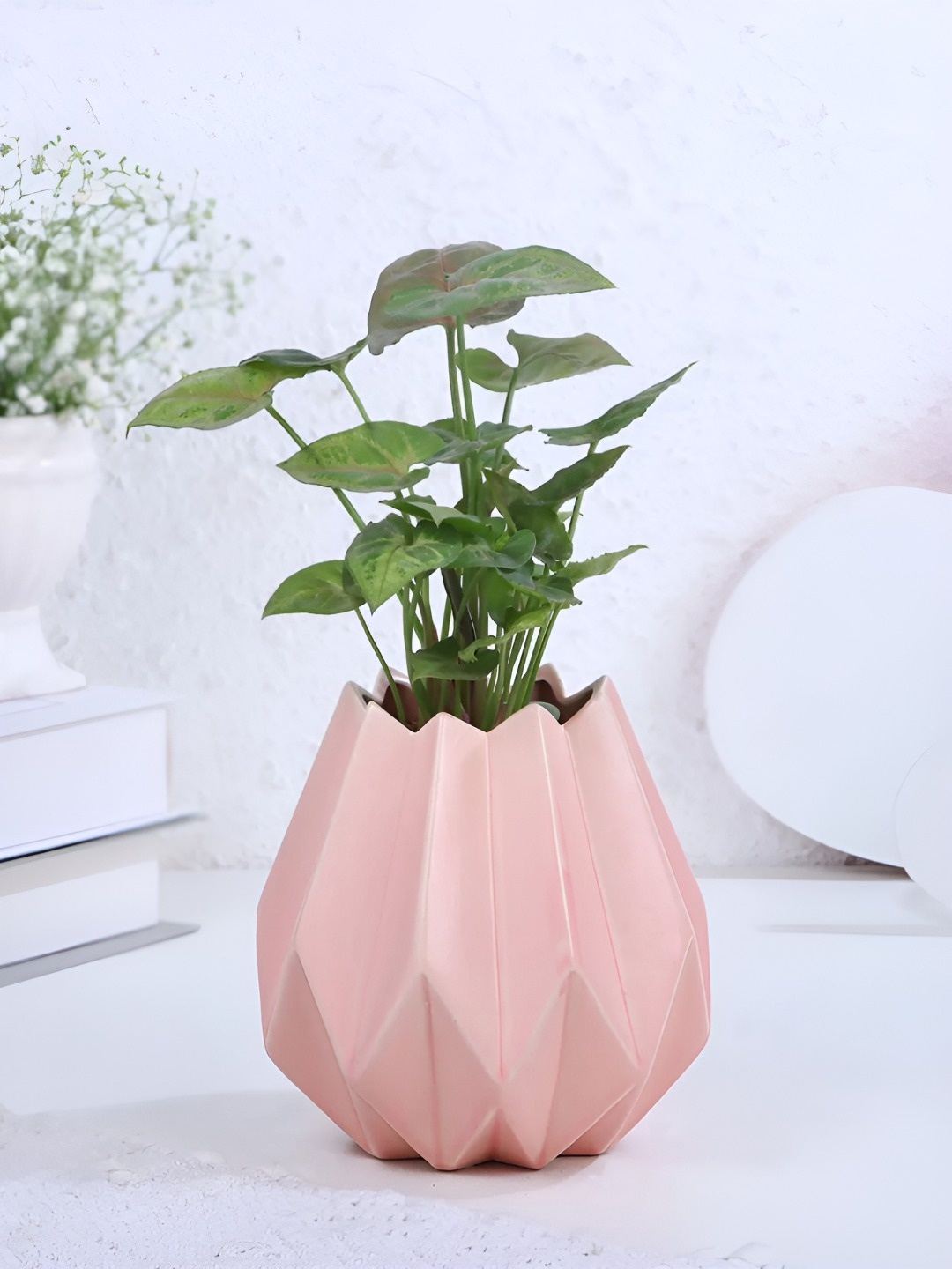

fnp Green Syngonium Live Plants With Pot-5 inches