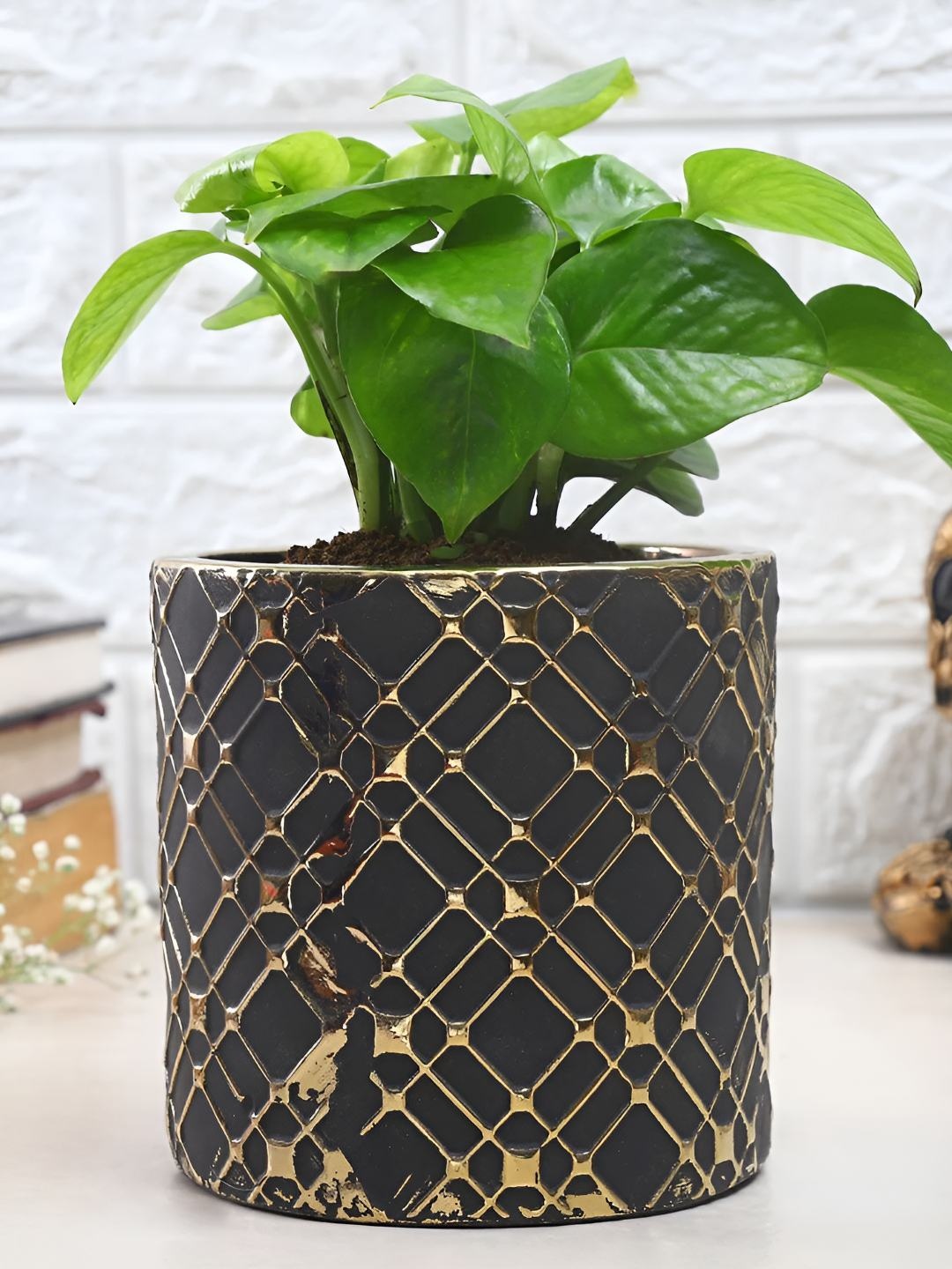 

fnp Green & Black Indoor Money Plant With Pot 5 Inch