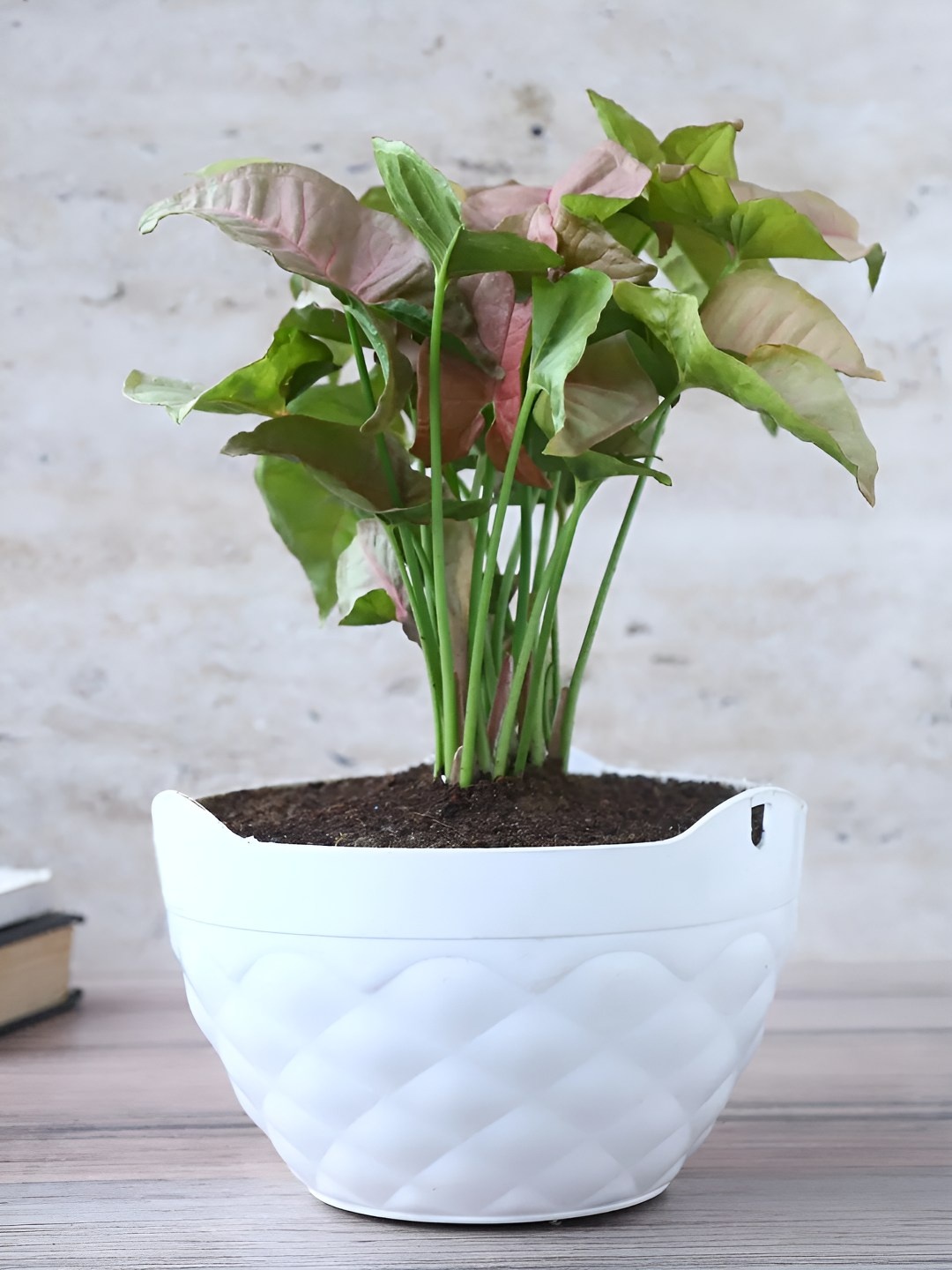 

fnp Green Syngonium Plant With Pot-5 Inches