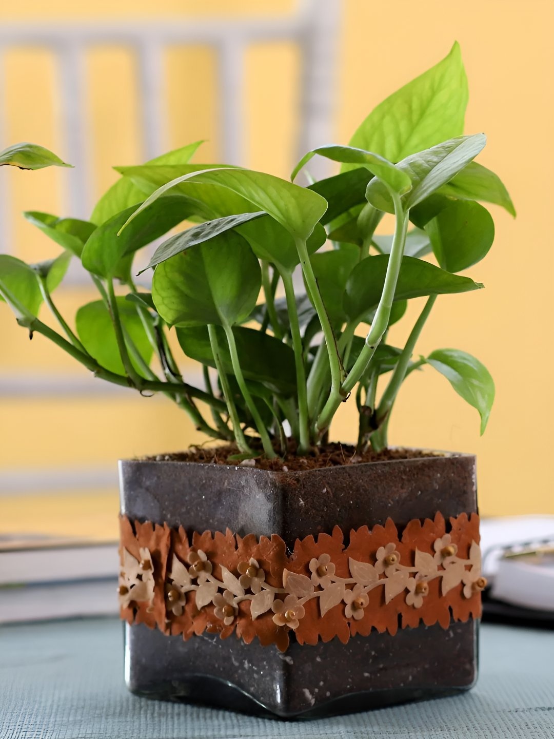 

fnp Green & Brown Gold King Money Plant With Glass Pot 5 Inches