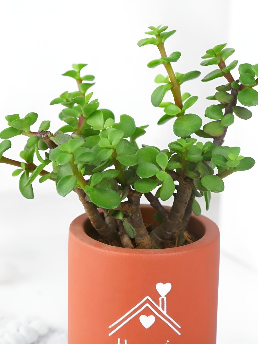 

fnp Green Indoor Jade Plant With Pot- 5 Inches