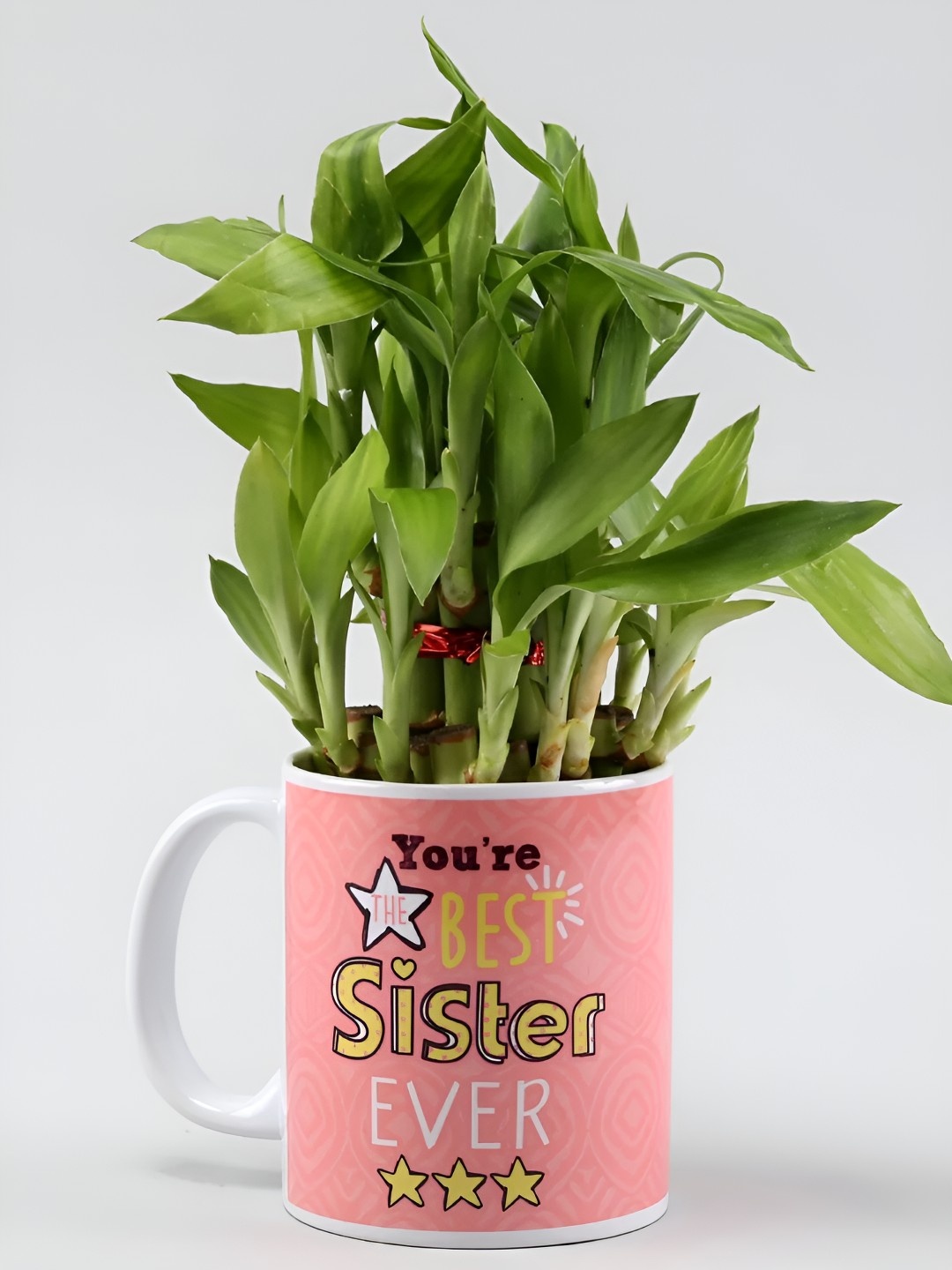 

fnp Indoor Bamboo Plant With Mug- 4 Inches, Green