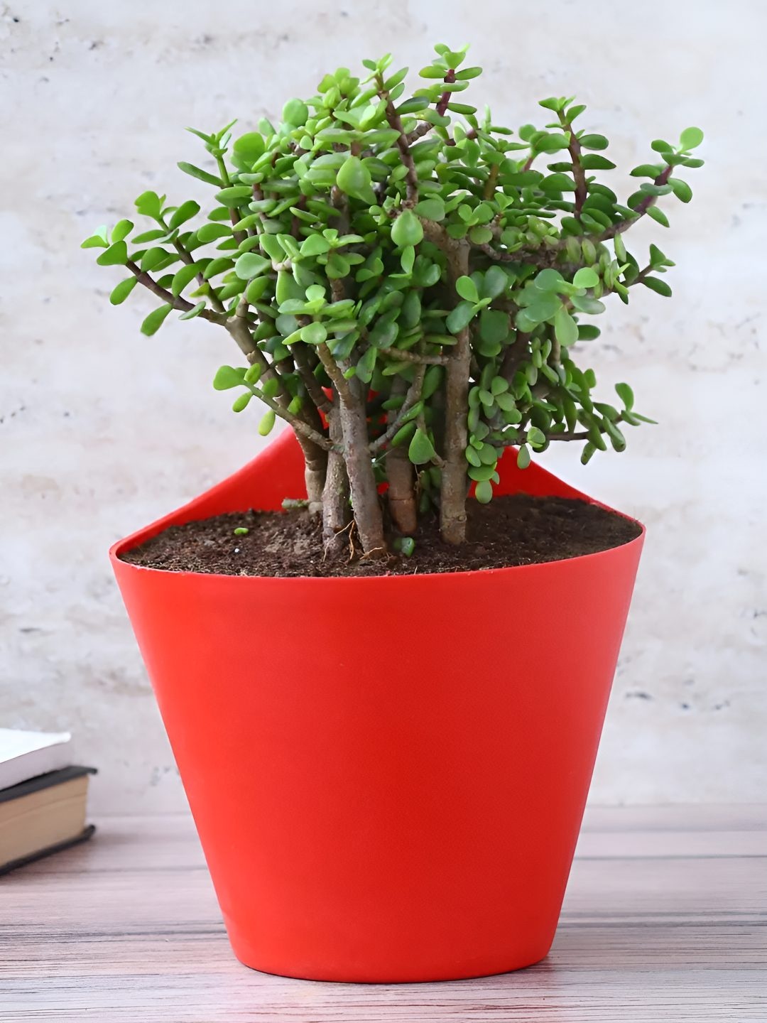 

fnp Green &Red Indoor Jade Plant With Pot - 5 Inches