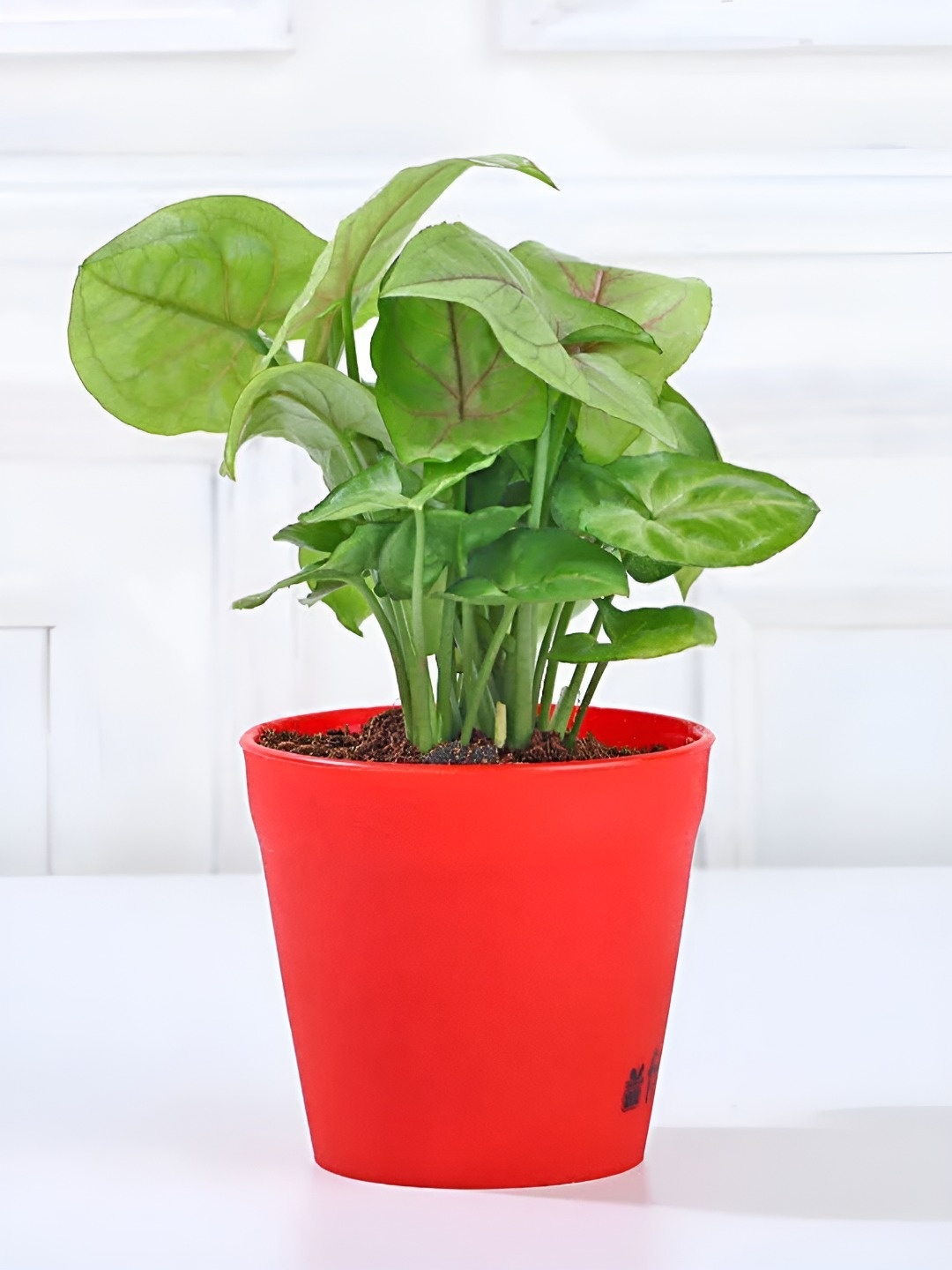 

fnp Green & White 3 Pieces Jade Money & Syngonium Plant With Pot 5 Inches