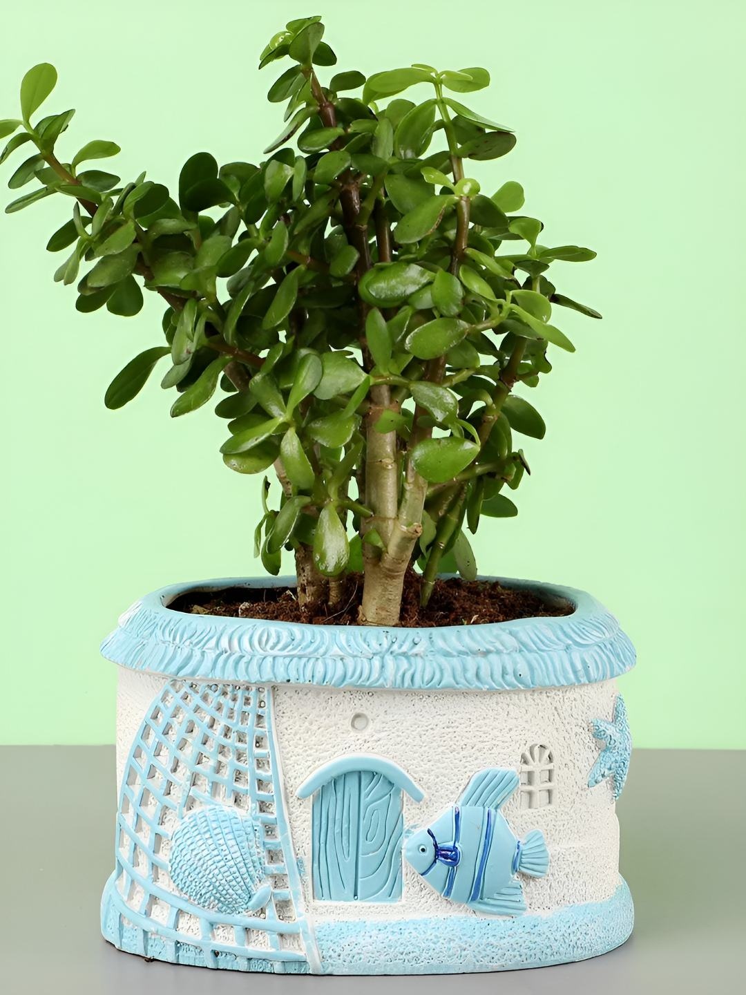 

fnp Green & Blue Indoor Jade Plant With Pot 5 Inch